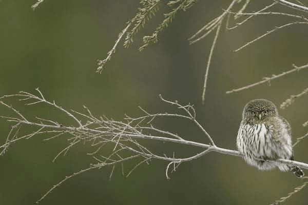 小孩上火舌头疼怎么办，小孩上火舌头疼怎么办吃什么药