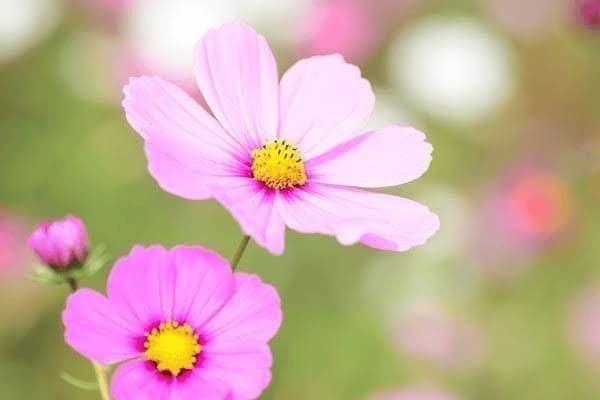 疥虫病用什么药，疥虫病用什么药治疗