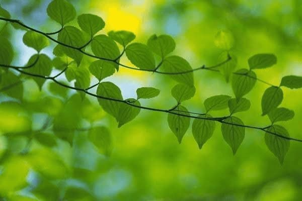 拿东西小腿肚子疼怎么回事，拿东西小腿肚子疼怎么回事儿