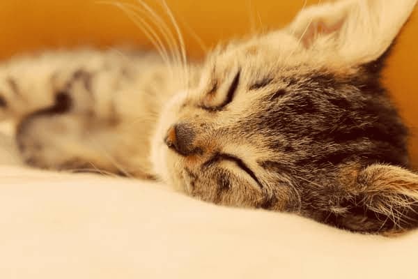 额头37度是什么原因呢，额头37度正常吗