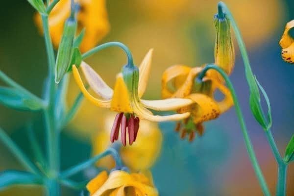 含蛋白质较多的食物有哪些，含蛋白质较多的食物有哪些呢