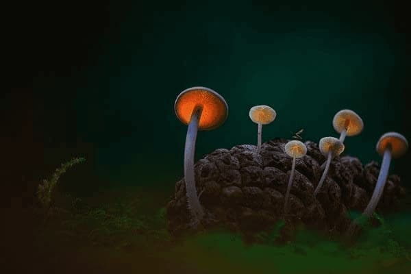 怎么预防胎儿胎记，怎么预防胎儿胎记的形成