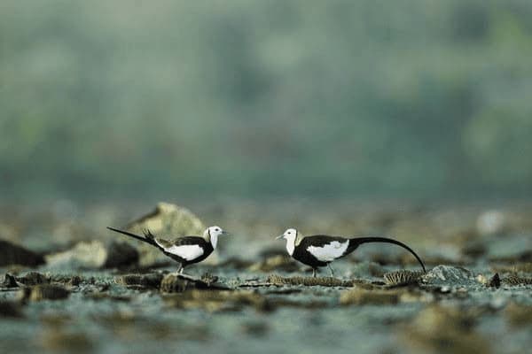 妊娠糖尿病晚上吃蘑菇好吗，妊娠糖尿病晚上吃蘑菇好吗有影响吗