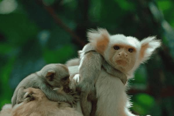 胎儿心脏手术要做多久手术，胎儿心脏手术要做多久手术呢