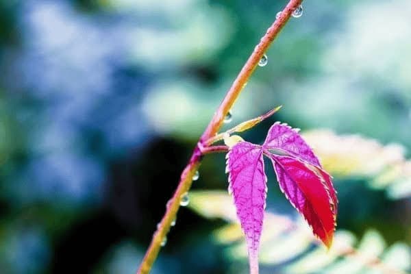 脑梗病人吃海参好吗，脑梗病人吃海参好吗有好处吗