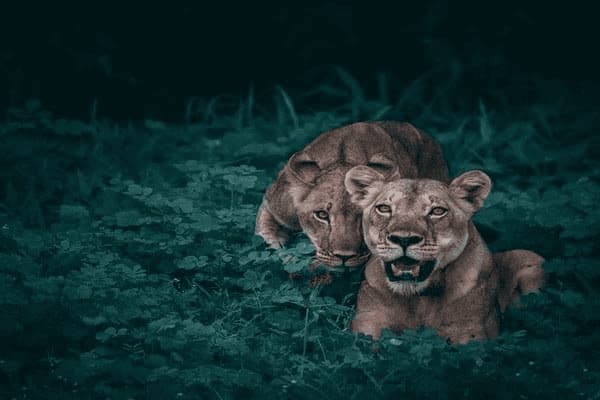 人眼睛里有眼线虫症状吗，人眼睛里有眼线虫症状吗图片