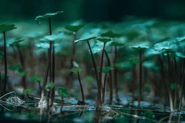 宫颈息肉术后出血几天，宫颈息肉术后出血几天干净?