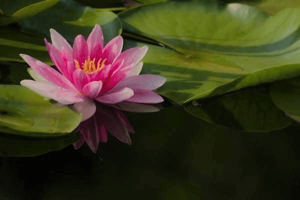 尿胆红素1十正常吗，尿胆红素1十正常吗孕妇