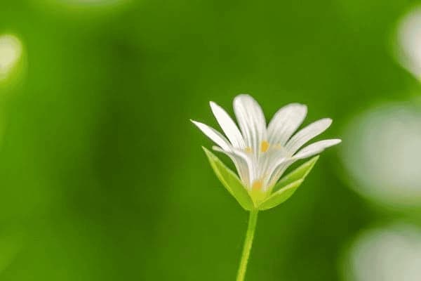 两个鸡蛋有多少维生素d，两个鸡蛋有多少维生素c